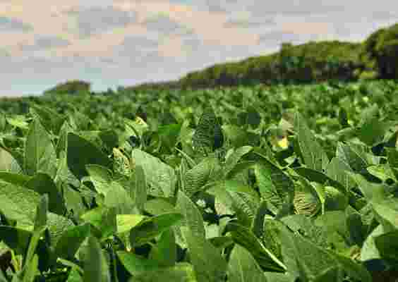 Is the Switch to Organic Soybeans Possible?