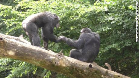 These great apes share salutations — just like humans