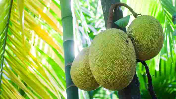 Jackfruit: the ‘vegan sensation’ that saved Sri Lanka