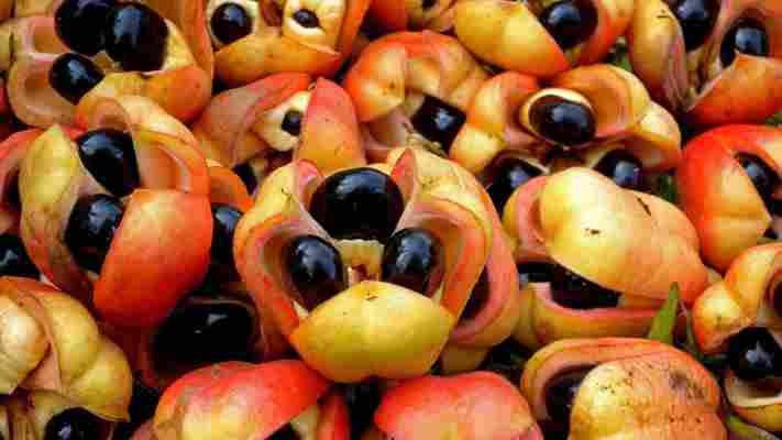 Ackee and saltfish: Jamaica’s breakfast of champions